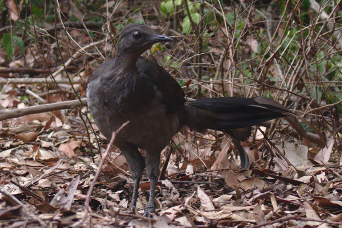 Lyrebird